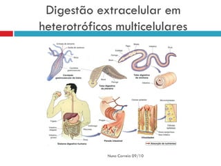 Digestão extracelular em
heterotróficos multicelulares




             Nuno Correia 09/10
 