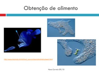 Obtenção de alimento




http://www.desmids.nl/info/food_source/desmidsinthefoodweb.html




                                                         Nuno Correia 09/10
 