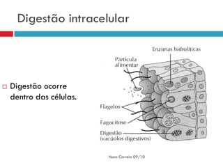 Digestão intracelular



   Digestão ocorre
    dentro das células.




                          Nuno Correia 09/10
 