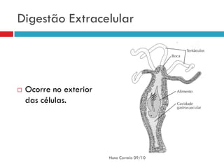 Digestão Extracelular




   Ocorre no exterior
    das células.




                         Nuno Correia 09/10
 
