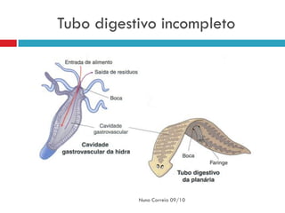 Tubo digestivo incompleto




           Nuno Correia 09/10
 