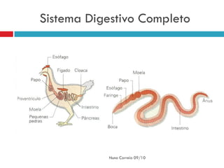 Sistema Digestivo Completo




           Nuno Correia 09/10
 