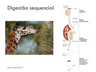 Digestão sequencial




Nuno Correia 09/10
 