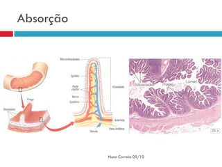 Absorção




           Nuno Correia 09/10
 