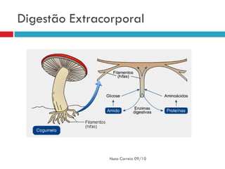 Digestão Extracorporal




               Nuno Correia 09/10
 