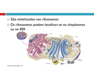    São sintetizadas nos ribossomas
   Os ribossomas podem localizar-se no citoplasmas
    ou no RER




Nuno Correia 09/10
 