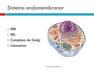 Sistema endomembranar


   RER
   REL
   Complexo de Golgi
   Lisossomas




                        Nuno Correia 09/10
 