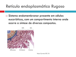 Retículo endoplasmático Rugoso
   Sistema endomembranar presente em células
    eucarióticas, com um compartimento interno onde
    ocorre a síntese de diversos compostos.




                          Nuno Correia 09/10
 