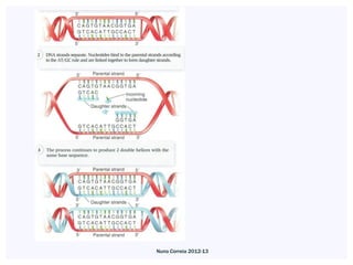 Nuno Correia 2012-13
 
