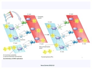 Nuno Correia 2012-13
 