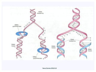 Nuno Correia 2012-13
 
