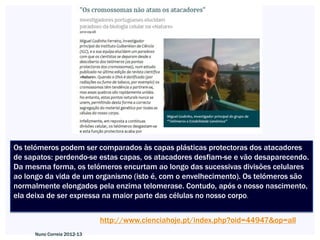 Os telómeros podem ser comparados às capas plásticas protectoras dos atacadores
de sapatos: perdendo-se estas capas, os atacadores desfiam-se e vão desaparecendo.
Da mesma forma, os telómeros encurtam ao longo das sucessivas divisões celulares
ao longo da vida de um organismo (isto é, com o envelhecimento). Os telómeros são
normalmente elongados pela enzima telomerase. Contudo, após o nosso nascimento,
ela deixa de ser expressa na maior parte das células no nosso corpo.


                            http://www.cienciahoje.pt/index.php?oid=44947&op=all
     Nuno Correia 2012-13
 