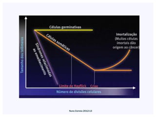 Nuno Correia 2012-13
 