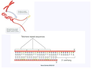 Nuno Correia 2012-13
 