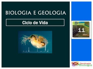 BIOLOGIA E GEOLOGIA
     Ciclo de Vida
                      11
 