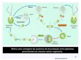 Refira uma vantagem da ausência de fecundação entre gâmetas
          provenientes da mesma célula vegetativa.

                                                                11
                                         Nuno Correia 2012/13
 