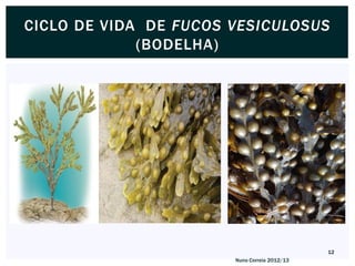 CICLO DE VIDA DE FUCOS VESICULOSUS
             (BODELHA)




                                              12
                       Nuno Correia 2012/13
 