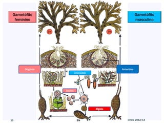 Gametófito                                                    Gametófito
  feminino                                                     masculino




       Oogónio                                     Anterídeo
                           anterozóide




                 Oosfera




                                         Zigoto



13                                                Nuno Correia 2012/13
 