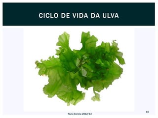 CICLO DE VIDA DA ULVA




                              15
       Nuno Correia 2012/13
 