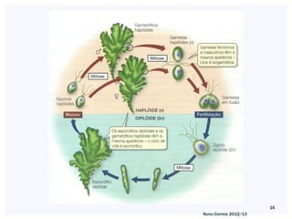 16
Nuno Correia 2012/13
 