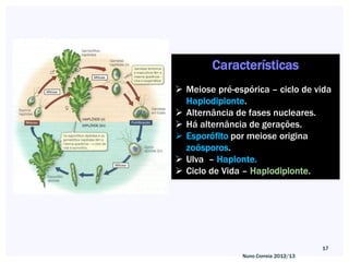 Características
 Meiose pré-espórica – ciclo de vida
  Haplodiplonte.
 Alternância de fases nucleares.
 Há alternância de gerações.
 Esporófito por meiose origina
  zoósporos.
 Ulva – Haplonte.
 Ciclo de Vida – Haplodiplonte.




                                      17
               Nuno Correia 2012/13
 