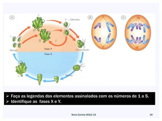  Faça as legendas dos elementos assinalados com os números de 1 a 5.
 Identifique as fases X e Y.

                               Nuno Correia 2012/13                     19
 