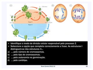 Identifique o modo de divisão celular responsável pelo processo Z.
 Seleccione a opção que completa correctamente a frase. As estruturas l
   distinguem-se das estruturas 3...
a) ... pelo número de cromossomas.
b) ... pelo tipo de cromossomas.
c) ... pela autonomia na germinação.
d) ... pelo cariótipo.

                                Nuno Correia 2012/13                       20
 