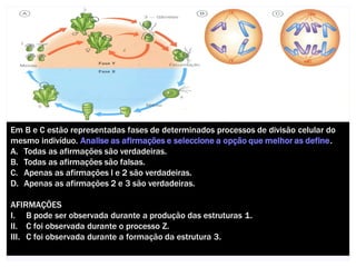 Em B e C estão representadas fases de determinados processos de divisão celular do
mesmo indivíduo. Analise as afirmações e seleccione a opção que melhor as define.
A. Todas as afirmações são verdadeiras.
B. Todas as afirmações são falsas.
C. Apenas as afirmações l e 2 são verdadeiras.
D. Apenas as afirmações 2 e 3 são verdadeiras.

AFIRMAÇÕES
I. B pode ser observada durante a produção das estruturas 1.
II. C foi observada durante o processo Z.
III. C foi observada durante a formação da estrutura 3.
                                     Nuno Correia 2012/13                       22
 