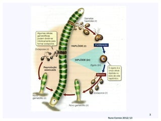 3
Nuno Correia 2012/13
 