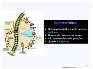 Características
 Meiose pós-zigótica – ciclo de vida
  Haplonte.
 Alternância de fases nucleares.
 Não há alternância de gerações.
 Ultherix – Haplonte.




                                        4
               Nuno Correia 2012/13
 