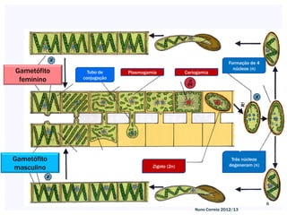 Formação de 4
                                                                      núcleos (n)
Gametófito     Tubo de    Plasmogamia            Cariogamia
 feminino    conjugação




Gametófito                                                           Três núcleos
                                                                    degeneram (n)
masculino                          Zigoto (2n)




                                                                                    6
                                                     Nuno Correia 2012/13
 