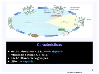Características
   Meiose pós-zigótica – ciclo de vida Haplonte.
   Alternância de fases nucleares.
   Não há alternância de gerações.
   Ultherix – Haplonte.


                                                                           7
                                                    Nuno Correia 2012/13
 