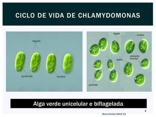 CICLO DE VIDA DE CHLAMYDOMONAS




    Alga verde unicelular e biflagelada.
                                                      8
                               Nuno Correia 2012/13
 