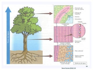 10
Nuno Correia 2012/13
 