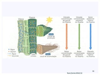 11
Nuno Correia 2012/13
 