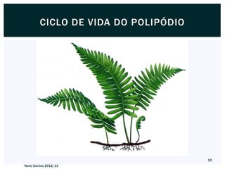 CICLO DE VIDA DO POLIPÓDIO




                                      13
Nuno Correia 2012/13
 