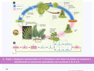1. Copie o diagrama representado em lI complete-o com base nos dados do esquema l,
           identificando as estruturas assinaladas com as letras A, B, C e D.

   15
 