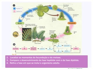 2. Localize os momentos da fecundação e da meiose.
3. Compare o desenvolvimento da fase haplóide com o da fase diplóide.
4. Refira a fase em que se inclui o organismo adulto.
16
 