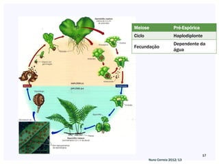 Meiose                 Pré-Espórica
Ciclo                  Haplodiplonte
                       Dependente da
Fecundação
                       água




                                      17
        Nuno Correia 2012/13
 