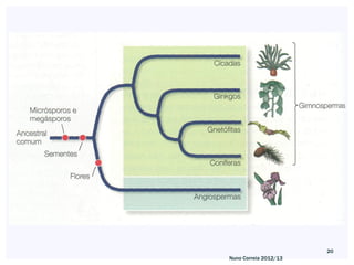 20
Nuno Correia 2012/13
 
