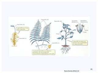21
Nuno Correia 2012/13
 