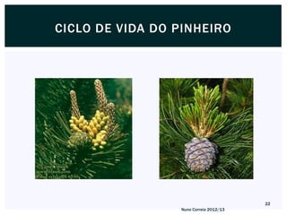 CICLO DE VIDA DO PINHEIRO




                                        22
                 Nuno Correia 2012/13
 
