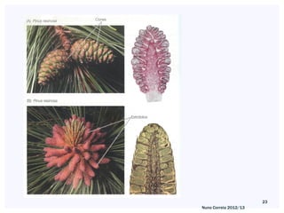 23
Nuno Correia 2012/13
 