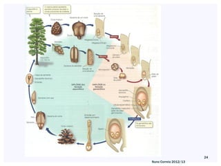24
Nuno Correia 2012/13
 