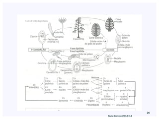 26
Nuno Correia 2012/13
 