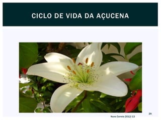 CICLO DE VIDA DA AÇUCENA




                                          29
                   Nuno Correia 2012/13
 