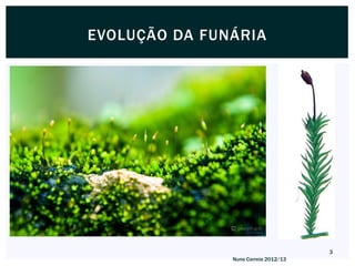 EVOLUÇÃO DA FUNÁRIA




                                      3
               Nuno Correia 2012/13
 