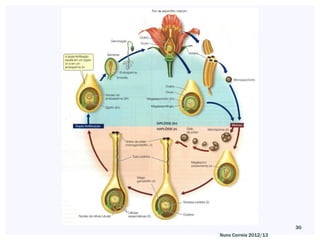 30
Nuno Correia 2012/13
 
