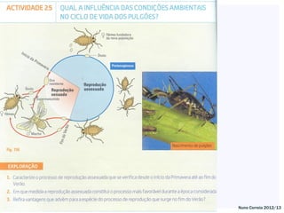 32   Nuno Correia 2012/13
 