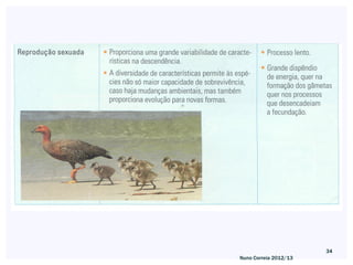 34
Nuno Correia 2012/13
 
